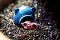 Miniature pig cute on bed of nature