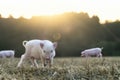 miniature pig in farm Royalty Free Stock Photo