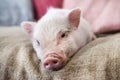 miniature pig in an house