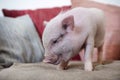 miniature pig in an house