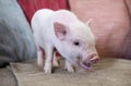 miniature pig in an house