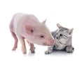 miniature pig and kitten Royalty Free Stock Photo