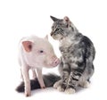 miniature pig and maine coon cat