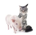 miniature pig and maine coon cat