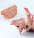 Miniature Pig with a slice of saussage Royalty Free Stock Photo