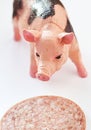 Miniature Pig with a slice of saussage Royalty Free Stock Photo