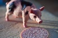 Miniature Pig with a slice of saussage Royalty Free Stock Photo