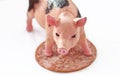 Miniature Pig with a slice of saussage Royalty Free Stock Photo