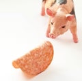 Miniature Pig with a slice of saussage Royalty Free Stock Photo