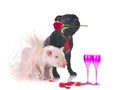 miniature pig and staffy Royalty Free Stock Photo