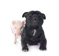 miniature pig and staffy Royalty Free Stock Photo