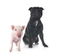 miniature pig and staffy