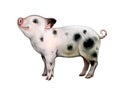 Miniature Pigs, Mini Pig, Micro Pig, Teacup Pig or Pygmy Pig