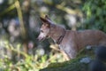 Miniature Pinscher Outdoors Looking for mouse