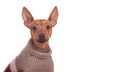 Miniature pincher in sweater Royalty Free Stock Photo