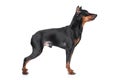 Miniature Pincher on white background Royalty Free Stock Photo