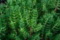 Miniature Pine Tree - Crassula Tetragona