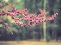 Miniature pink and magenta flowers clustered on branches Royalty Free Stock Photo