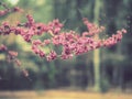 Miniature pink and magenta flowers clustered on branches