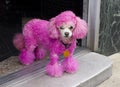 Miniature Pink Poodle in Doorway