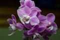 Miniature pink and purple phalaenopsis moth orchids with dark background Royalty Free Stock Photo