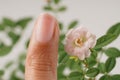 A miniature pinkish-white rose, scientifically known as Rosa sp., blooms elegantly amidst lush green leaves