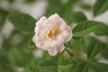 A miniature pinkish-white rose, scientifically known as Rosa sp., blooms elegantly amidst lush green leaves