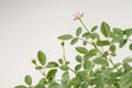 A miniature pinkish-white rose, scientifically known as Rosa sp., blooms elegantly amidst lush green leaves