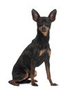 Miniature Pinscher, 10 months old, sitting Royalty Free Stock Photo