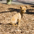 Miniature pinscher Royalty Free Stock Photo