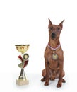 Miniature Pinscher. Royalty Free Stock Photo