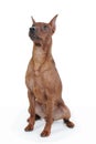 Miniature Pinscher. Royalty Free Stock Photo
