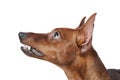 Miniature Pinscher. Royalty Free Stock Photo