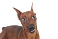 Miniature Pinscher. Royalty Free Stock Photo