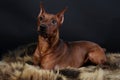 Miniature Pinscher. Royalty Free Stock Photo