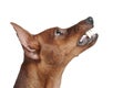 Miniature Pinscher. Royalty Free Stock Photo