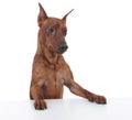 Miniature Pinscher. Royalty Free Stock Photo
