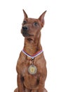 Miniature Pinscher. Royalty Free Stock Photo