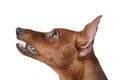 Miniature Pinscher. Royalty Free Stock Photo