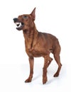 Miniature Pinscher. Royalty Free Stock Photo