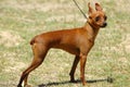 Miniature Pinscher Royalty Free Stock Photo