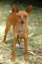 Miniature Pinscher Royalty Free Stock Photo