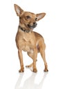 Miniature Pinscher (5 years old) Royalty Free Stock Photo