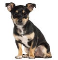 Miniature Pinscher, 9 months old, sitting Royalty Free Stock Photo