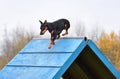 Miniature pinscher on agility training Royalty Free Stock Photo
