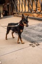 A miniature pinscher breed dog in the city. Zwergpinscher on the bridge. Dwarf pinscher