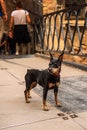 A miniature pinscher breed dog in the city. Zwergpinscher on the bridge. Dwarf pinscher