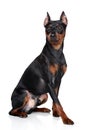Miniature Pinscher dog Royalty Free Stock Photo