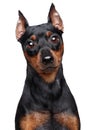 Miniature Pinscher dog Royalty Free Stock Photo