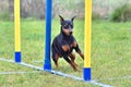 Funny pinscher dog doing slalom in agility Royalty Free Stock Photo